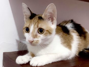 Close-up portrait of a cat