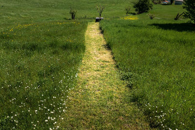 Scenic view of field