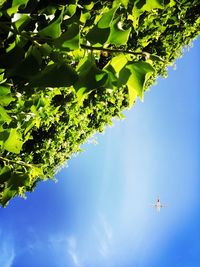 Low angle view of trees against sky