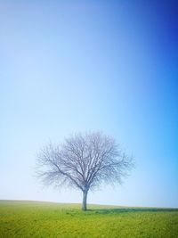 Digital composite image of tree against clear sky