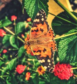 Butterfly perching on leaf