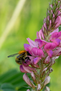Close up of a bee pollinating a common sainfoin  flower