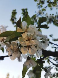 Close-up of white cherry blossoms in spring