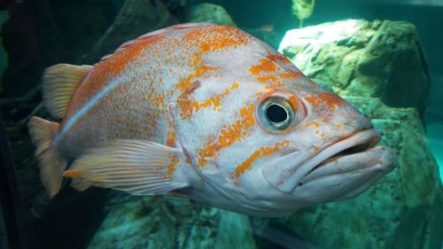 Aquarium fish