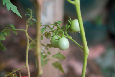 Close-up of berries growing on plant