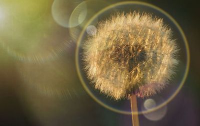 Close-up of dandelion on plant