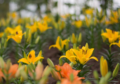 Close-up of yellow crocus blooming on field