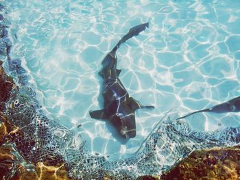 High angle view of swimming in sea