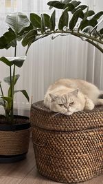 High angle view of cat relaxing in basket