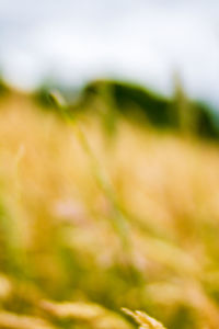 Close-up of grass on field