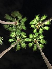 Close-up of flower plant