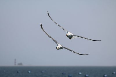 Seagulls flying over sea