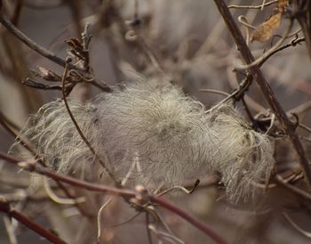 Close-up of dried plant