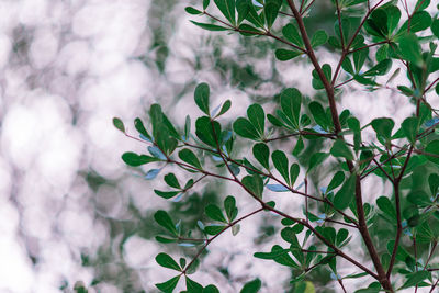 Close-up of flowering plant