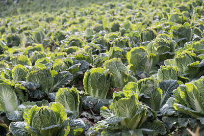 Full frame shot of cabbages growing on farm