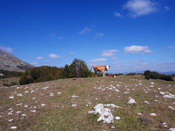 Dog on a field