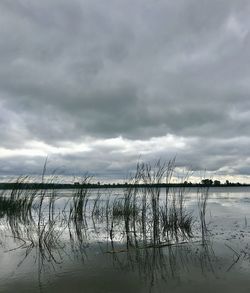 Plants by lake against sky