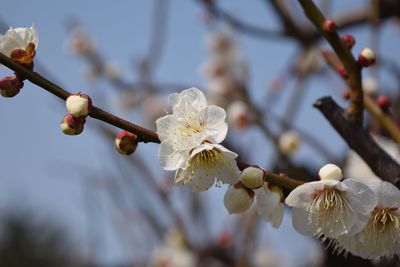 Close-up of white flowers blooming on tree