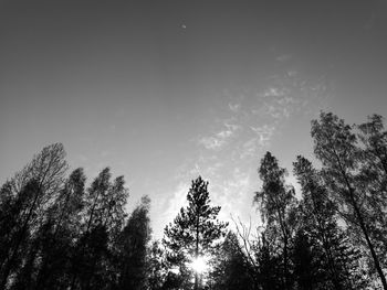 Low angle view of trees against sky