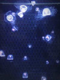 Close-up of jellyfish in water
