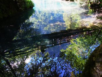Reflection of trees in lake