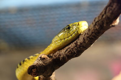 Close-up of snake