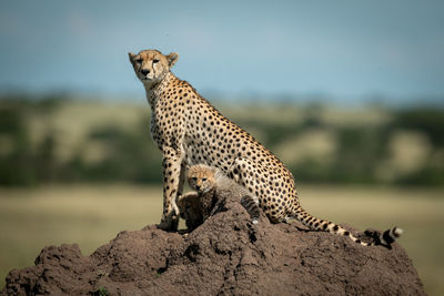 View of a cat on rock