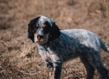 View of dog looking away on field