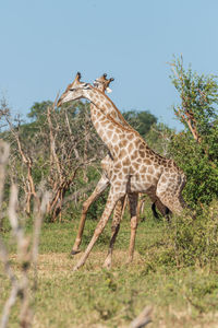 Giraffes on field