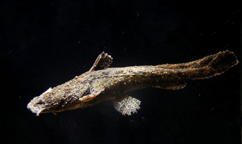 Close-up of fish swimming in water