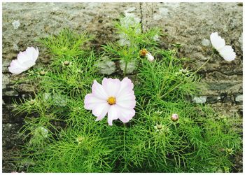High angle view of flowers blooming on field