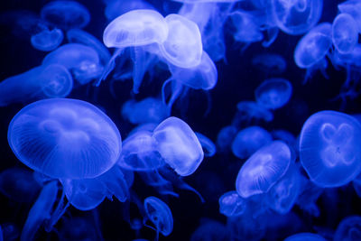 Close-up of jellyfish in sea