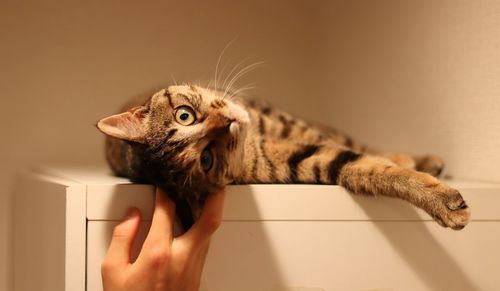 Human hand holding cat