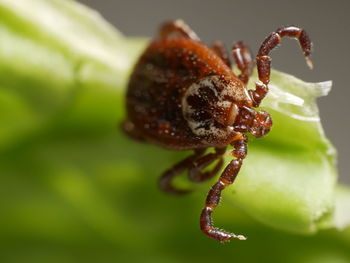 Close-up of insect on leaf