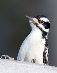 Close-up of bird perching on rock