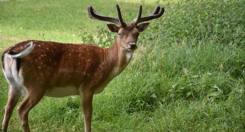 Portrait of deer standing on field