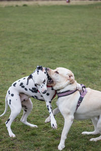 High angle view of two dogs playing on grass area