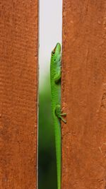 Close-up of lizard on gate