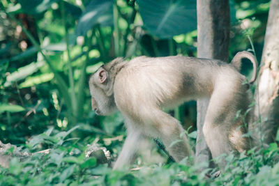 Side view of a monkey
