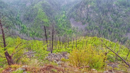 Scenic view of forest