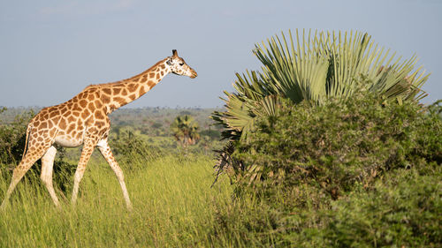 Giraffe standing on grass against sky