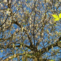 Low angle view of trees against blue sky