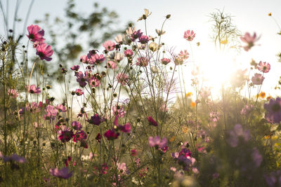 Close-up of pink flowering plants on field