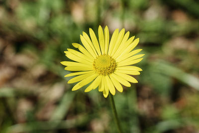 Close-up of yellow flowering plant on field