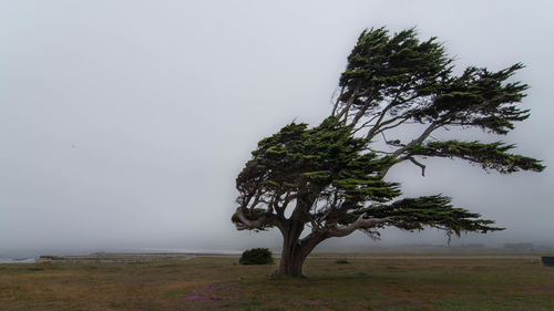 Trees on grassy field