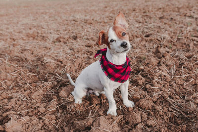 Portrait of a dog on field