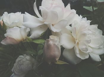 Close-up of white rose