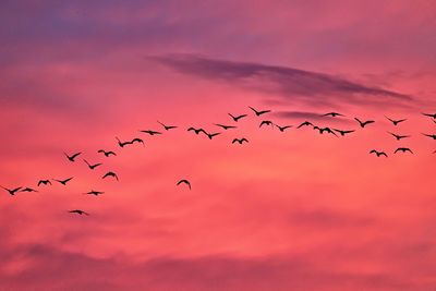 Flock of birds flying in sky