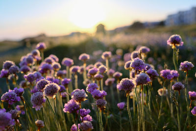 Close-up of purple flowering plants on field against sky