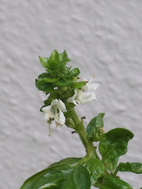 Close-up of white flowers